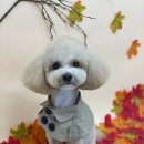 아멜리몽 이미지