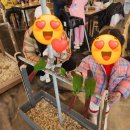 용인 리프패럿)용인카페 앵무새와 특별한 교감 아이랑 이색체험 앵무새카페 모이체험 후기!!
