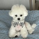 토비네 살롱 | 대구 애견미용실 추천 ㅣ상인동 토비네살롱 내돈내산 현실 후기