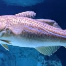 생태와대구 이미지