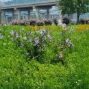 백일홍어린이공원 이미지