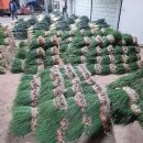 손주연푸드 이미지