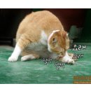 그루밍 이미지