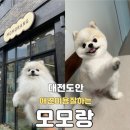 깔꼼 애견미용실 | 대전도안동 애견미용, 가위컷을 잘하시는 모모랑 방문 찐후기