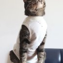 청담고양이 이미지