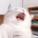 과일이오네 이미지