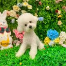 개르띠에 이미지