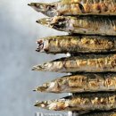 사천항포구 이미지