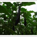 옥이텃밭 이미지