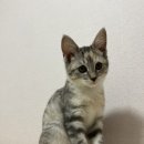 품속동물병원 이미지