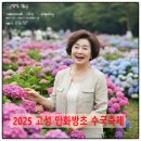 칠천도편백숲 | 여름 축제|2025 고성 만화방초 수국축제 후기: 여름을 수놓는 꽃들의 향연과 인생 샷 추억 만들기