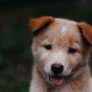 최종주동물병원 이미지