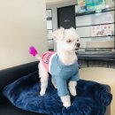 광주동물메디컬센터 이미지