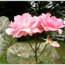 인천공촌초등학교 이미지