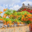 금관종합정비 | 경남 김해 수로왕릉 능소화 명소 개화상황 전설 주차장 정보 후기