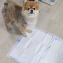 몽트앙