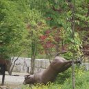 횡성자연휴양림 이미지