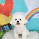 포미펫샵 이미지