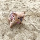 동굴PC | [부안] 애견동반 명소 &#39;채석강 + 해식동굴&#39;