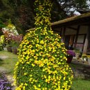 (경기도 가평여행)아침고요수목원, ‘꽃의 연주’ 국화전시회 | 이미지