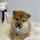 목욕의 정석 이미지