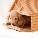 강아지집 이미지