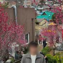 매곡동 주민센터 | [순천 홍매화 구경]제8회 매곡동 탐매축제 사전 '탐매마을' 탐방 후기(3월 1일 개화상황/주차/포토존)