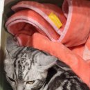 다솜동물메디컬센터 금정점 이미지