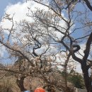 선인빌 건물 | [사찰기행] 유네스코 문화유산 산사, 선암사, 굴목재