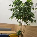 빽다방 화성남양시장점 네이버블로그