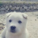 안녕하개 이미지