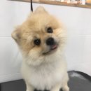 그루밍폼폼 이미지