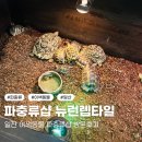 파충류샵 렙타일스테이션 | 이색동물 도마뱀 파충류 일산 파충류샵 뉴런렙타일 방문후기