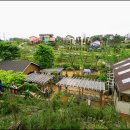 팜카밀레 이미지