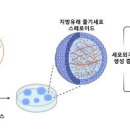 줄기