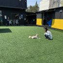힐링몽 | 힐링몽 마당 대여 후기: 프라이빗한 대형 운동장과 넓은 실내 공간에서 반려견과 함께한 특별한 시간...