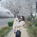 창포원 | 서울 애견동반 놀거리 추천 | 도봉산 창포원 강아지 봄 산책공원 후기