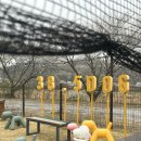 38.5DOG | [충북청주] 반려견 행복, 힐링하는 38.5dog🐶