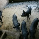 흑돼지 후속 글 1. 오늘 흑돼지 농장을 다녀왔습니다. 이미지