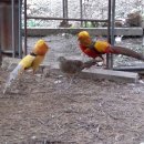 금계농장 이미지