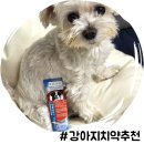 강아지양치 입냄새 관리는 강아지치약 보가덴트로 치태 제거부터