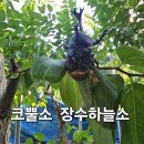 장수하늘소 Daum카페