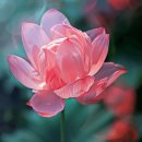 철쭉어린이공원 | 철쭉 개화시기 축제 산행 명소 철쭉과 영산홍의 차이