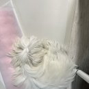 [쩡이] 말티즈 첫 배냇미용 공덕 킨더그루밍 후기
