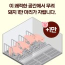 돼지농장 이미지
