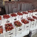 3월 28일 | 2026 논산딸기축제(3월 28일 토요일 방문 후기)