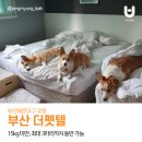더펫텔 이미지
