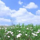 행복한가 이미지