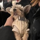 피개행개 이미지