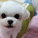 김 S 동물병원 이미지